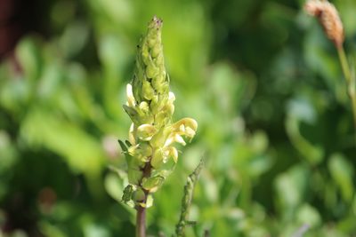 Pedicularis bracteosa, photographed by Ashwin Srinivasan