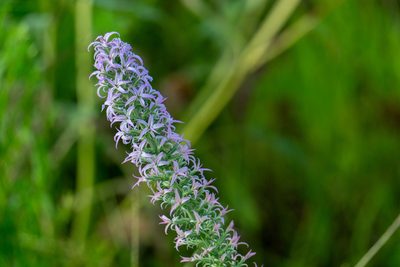 Liatris carrizana, photographed by Robert Creech