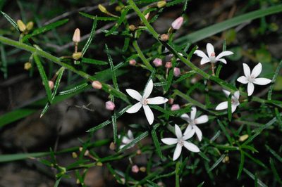 Philotheca scabra, photographed by Gary Williams