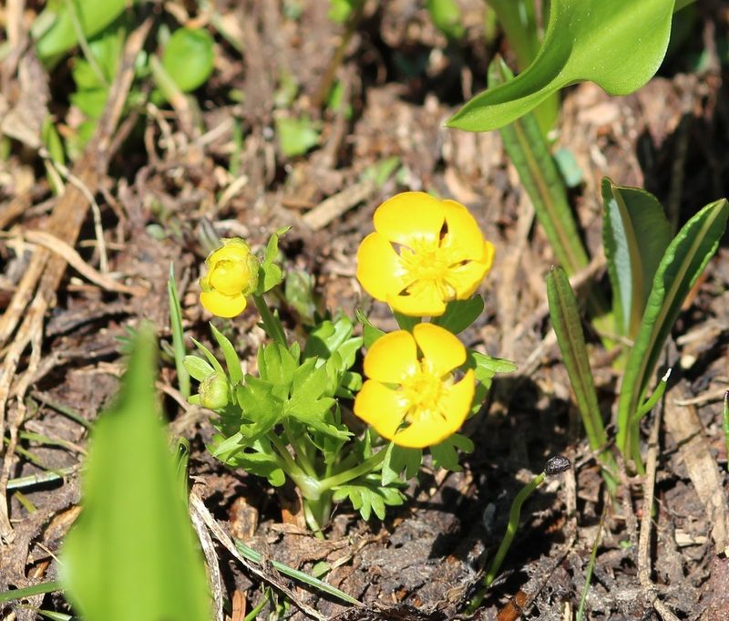 Ranunculus eschscholtzii, photographed by Ashwin Srinivasan