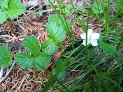 Rubus lasiococcus, photographed by Quinn Shemet