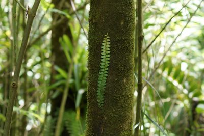 Marcgravia rectiflora, photographed by ritirene