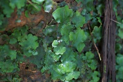 Monoclea gottschei, photographed by ritirene