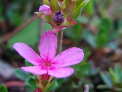 Androsace laevigata, photographed by Quinn Shemet