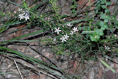 Philotheca scabra, photographed by Gary Williams