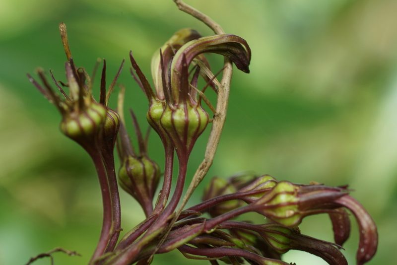 Lobelia portoricensis, photographed by ritirene