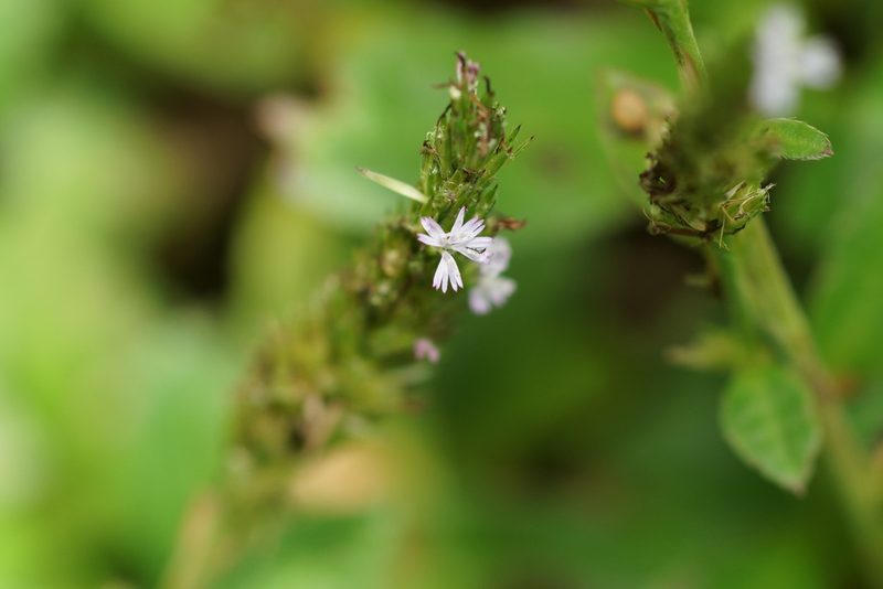 Pseudelephantopus spicatus, photographed by ritirene