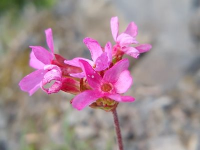 Androsace laevigata, photographed by Quinn Shemet