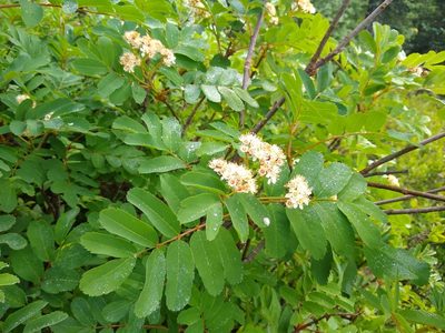 Sorbus sitchensis, photographed by Quinn Shemet