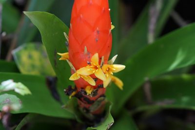Guzmania berteroniana, photographed by ritirene