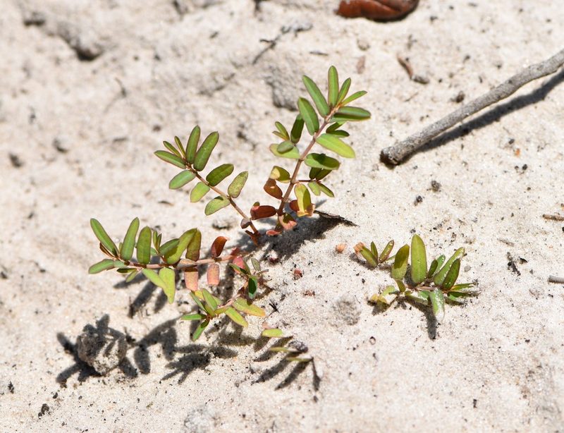 Euphorbia cumulicola, photographed by natalie