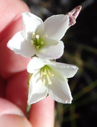 Heliophila macra, photographed by Nicola van Berkel