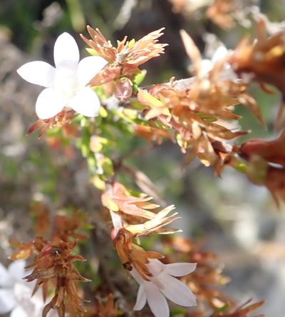 Prismatocarpus schlechteri, photographed by Nicola van Berkel