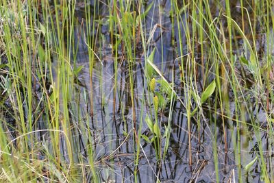 Carex rostrata, photographed by Quinten Wiegersma