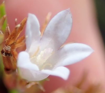 Prismatocarpus schlechteri, photographed by Nicola van Berkel