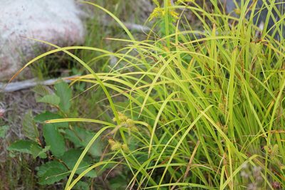 Carex retrorsa, photographed by Quinten Wiegersma