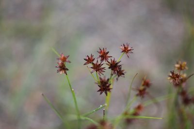 Juncus nodosus, photographed by Quinten Wiegersma