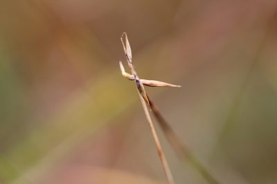 Carex pauciflora, photographed by Quinten Wiegersma