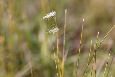 Trichophorum alpinum, photographed by Quinten Wiegersma