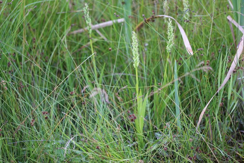 Platanthera huronensis, photographed by Quinten Wiegersma