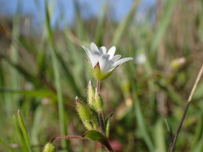 Cerastium pumilum, photographed by Julien Renoult