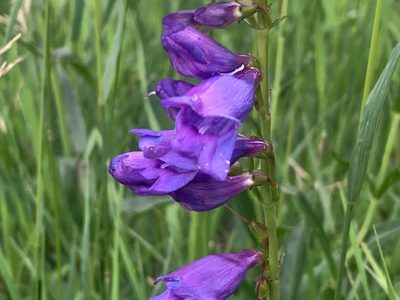 Penstemon strictus, photographed by Steve Taylor