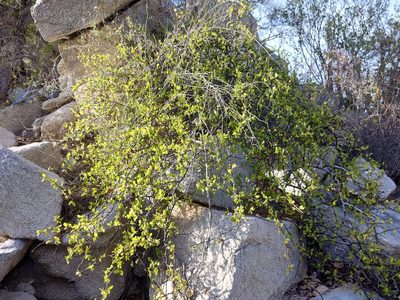 Bursera rupicola, photographed by Abraham Sánchez Romero