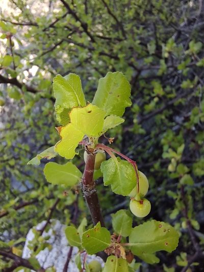 Bursera rupicola, photographed by Abraham Sánchez Romero
