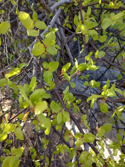 Bursera rupicola, photographed by Abraham Sánchez Romero