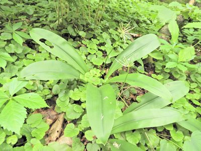Clintonia umbellulata, photographed by Tom Field