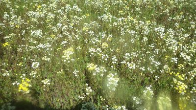 Triphysaria versicolor, photographed by Fue Her