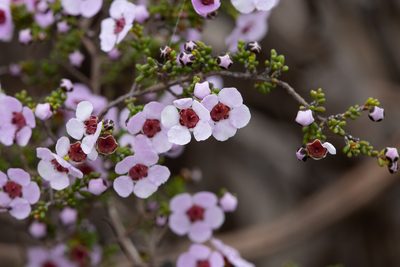 Rinzia orientalis, photographed by Kym Nicolson