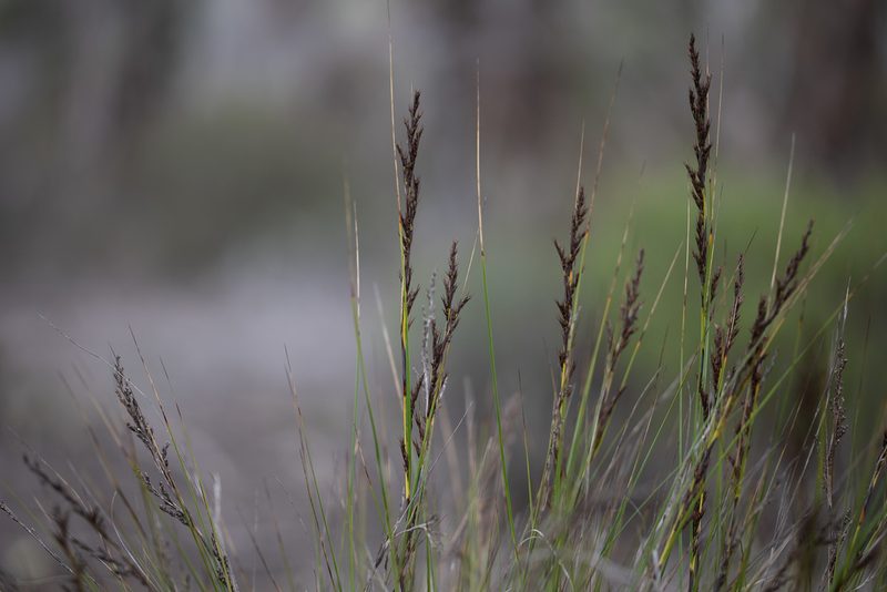 Gahnia deusta, photographed by Kym Nicolson