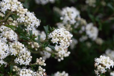 Pomaderris obcordata, photographed by Kym Nicolson