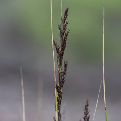 Gahnia deusta, photographed by Kym Nicolson