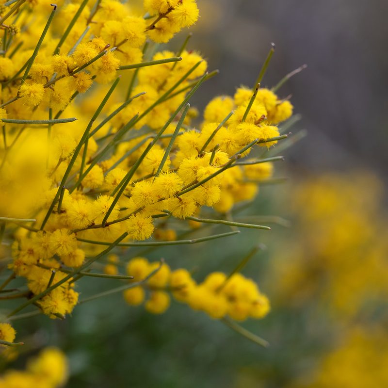 Acacia rigens, photographed by Kym Nicolson