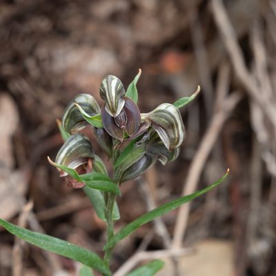 Pterostylis sanguinea, photographed by Kym Nicolson
