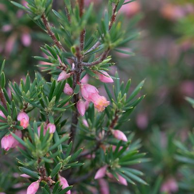 Brachyloma ericoides, photographed by Kym Nicolson