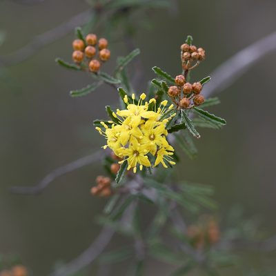Phebalium bullatum, photographed by Kym Nicolson