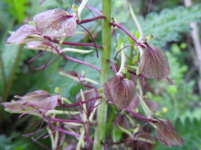 Liparis liliifolia, photographed by Tom Field