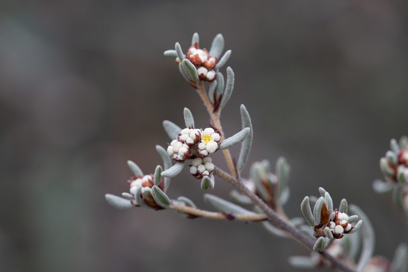 Spyridium subochreatum, photographed by Kym Nicolson