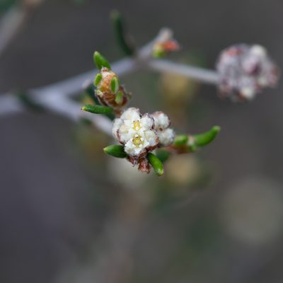 Spyridium eriocephalum, photographed by Kym Nicolson
