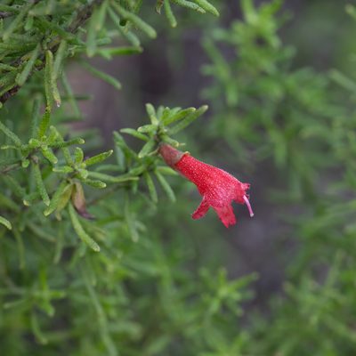 Prostanthera aspalathoides, photographed by Kym Nicolson