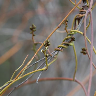 Cassytha melantha, photographed by Kym Nicolson