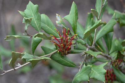 Grevillea ilicifolia, photographed by Kym Nicolson