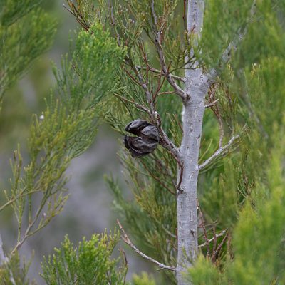 Callitris preissii, photographed by Kym Nicolson