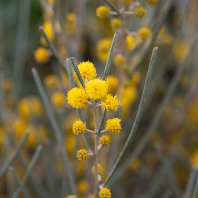 Acacia rigens, photographed by Kym Nicolson