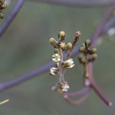 Cassytha melantha, photographed by Kym Nicolson