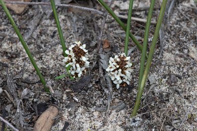 Lomandra juncea, photographed by Kym Nicolson
