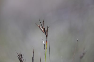 Lepidosperma carphoides, photographed by Kym Nicolson
